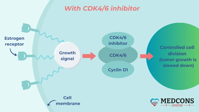 CDK4/6 inhibitors suppress cyclin-dependent kinases and prevent them from initiating further cell division.