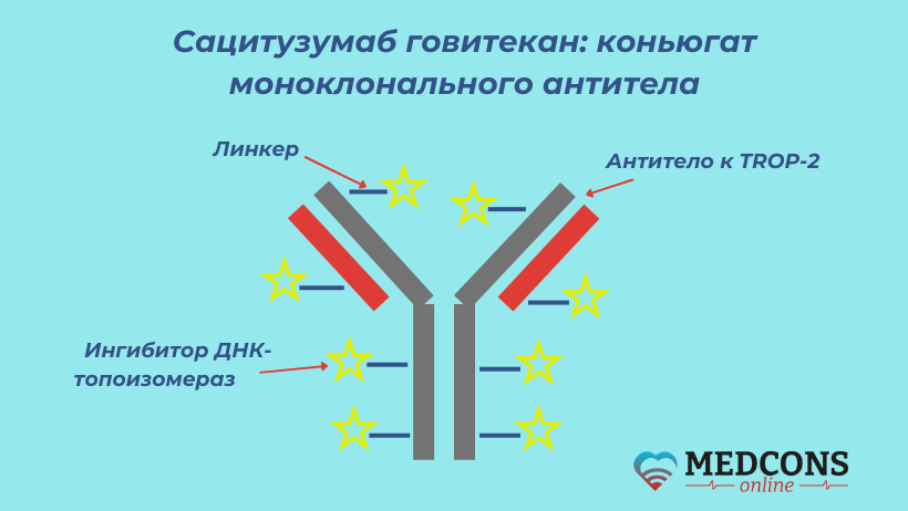 Структурное строение прапарата сацитузумаб говитекан