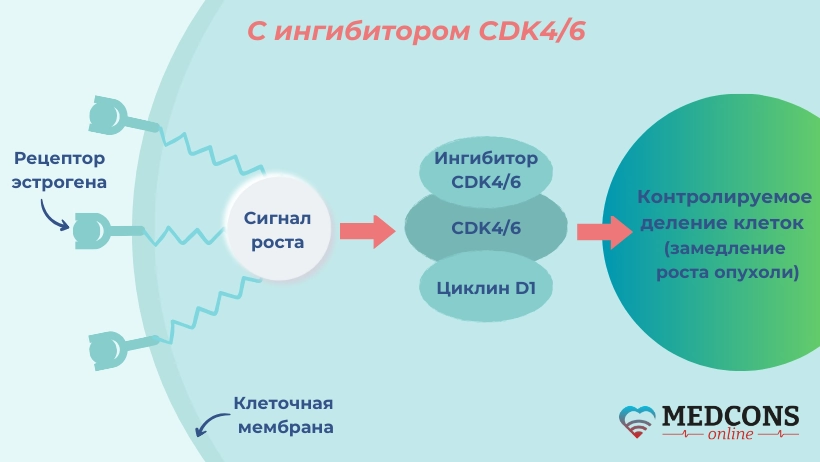 Ингибиторы CDK4/6 подавляют циклин-зависимые киназы и не дают им инициировать дальнейшее деление клеток.