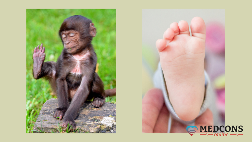 The primate and the human foot