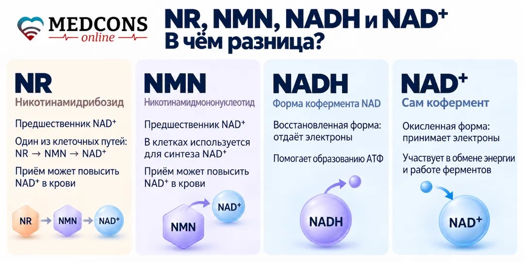 Сравнение NR, NADH, NAD+ и NMN по свойствам и функции