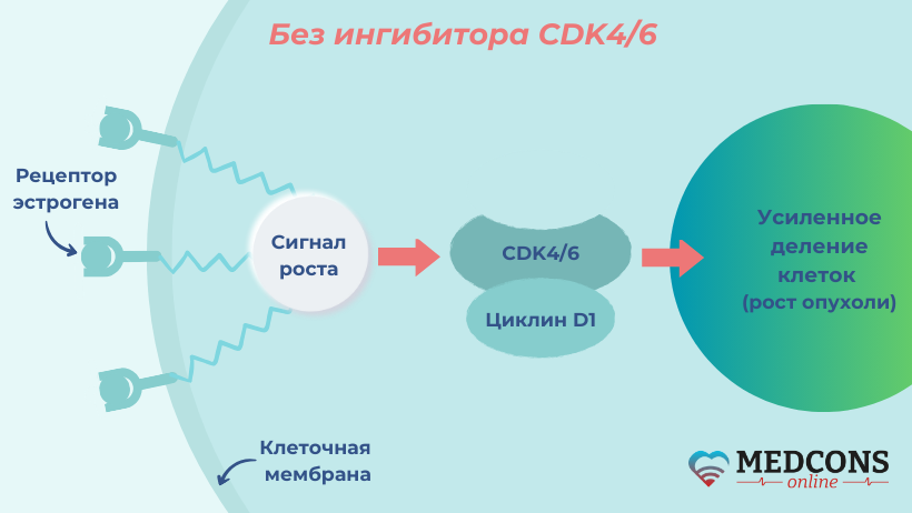 Ускоренное деление раковых клеток под воздействием циклин-зависимых киназ