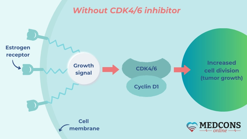 Cyclin-dependent kinases accelerate cancer cell division